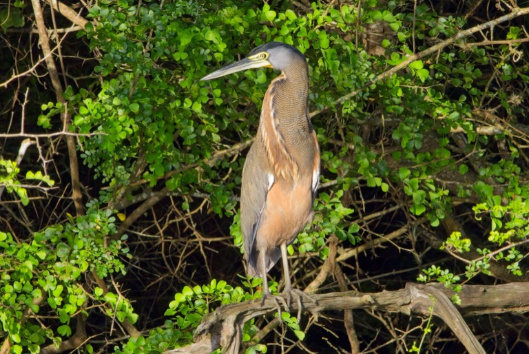 Bare-throated Tiger Heron