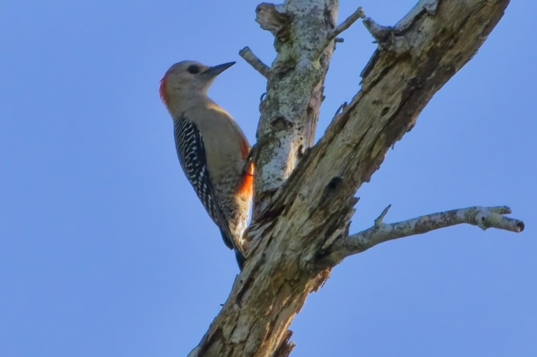 Yucatan Woodpecker