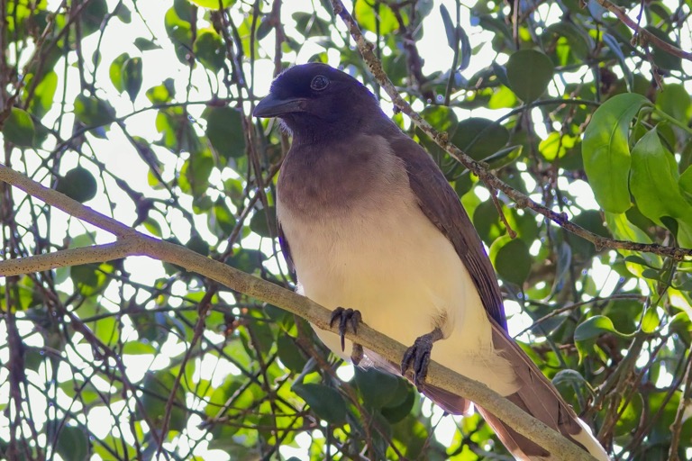 Brown Jay