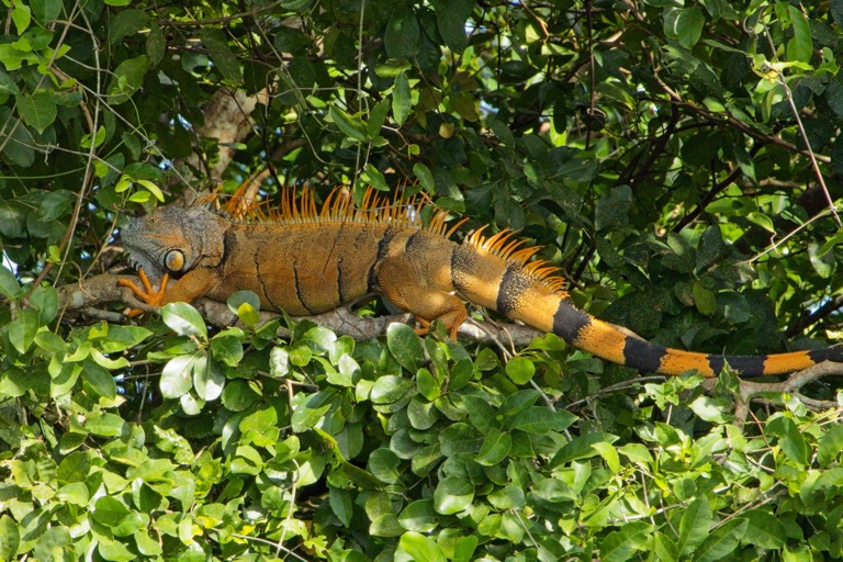 Green Iguana