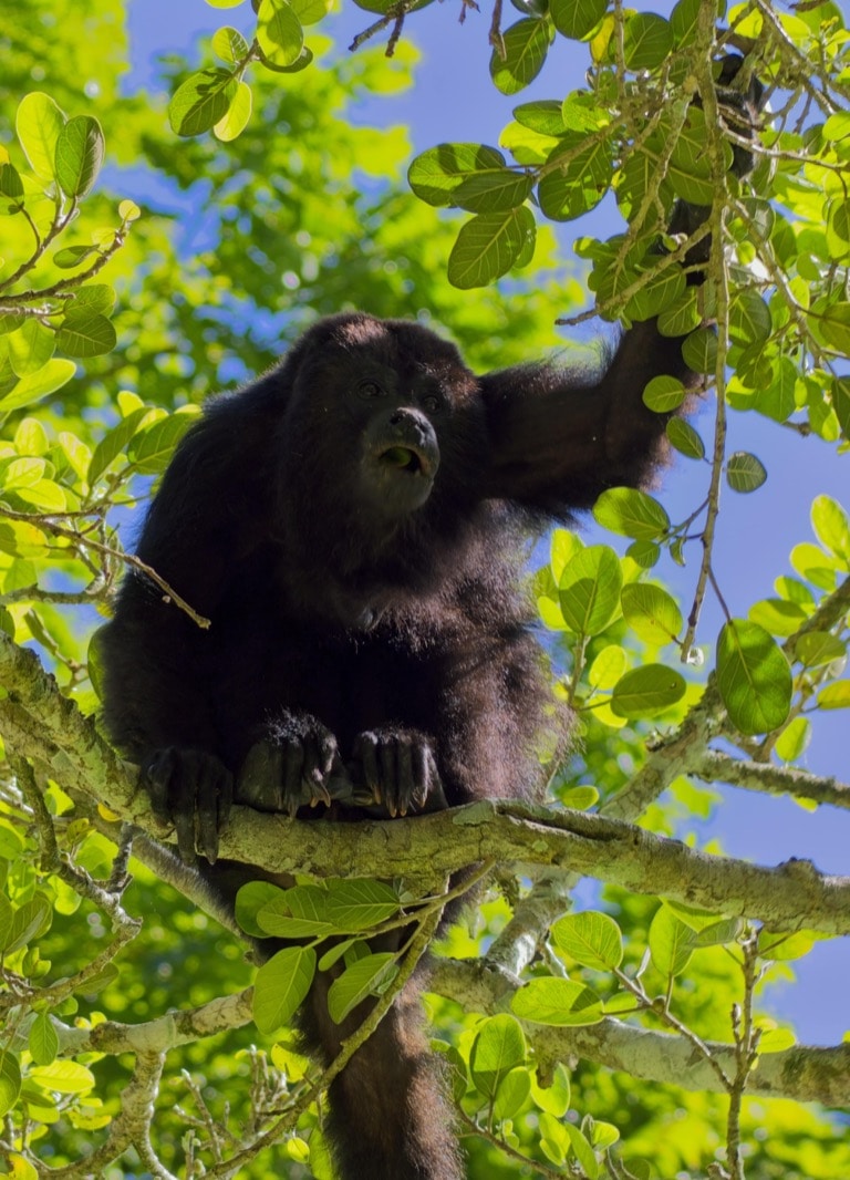 Black Howler Monkeys