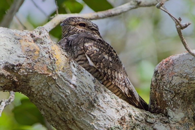 Common Nighthawk