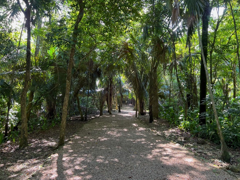 Path through the Jungle