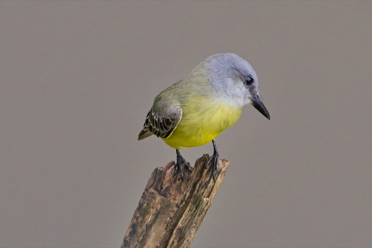 Tropical Kingbird