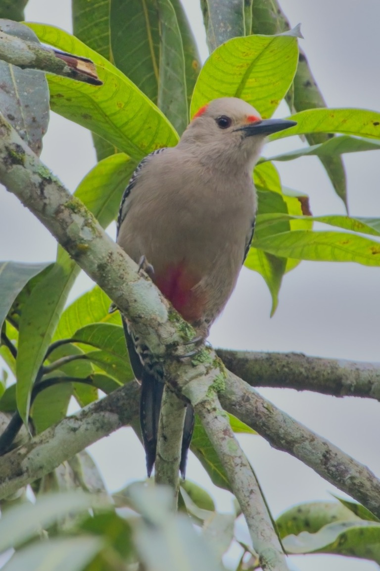 Golden-fronted Woodpecker