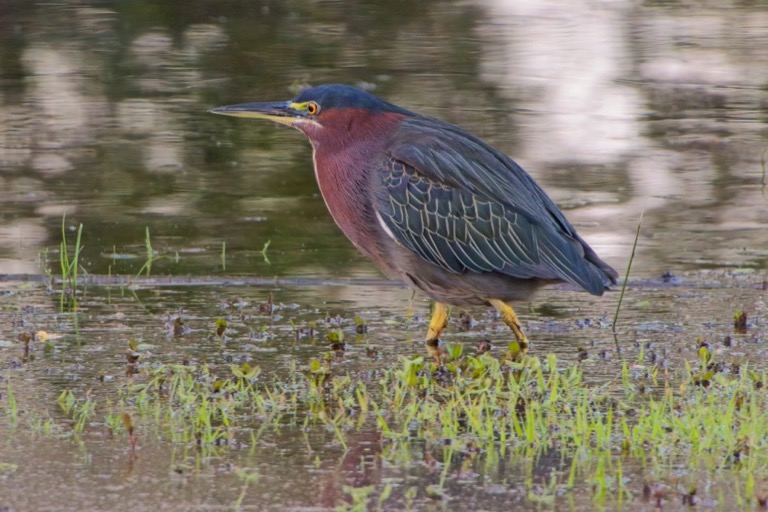 Green Heron