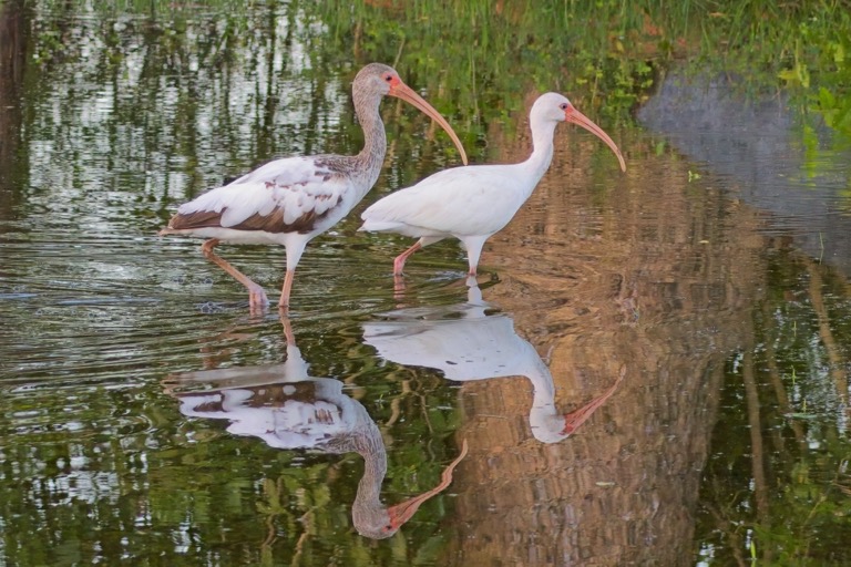 White Ibis