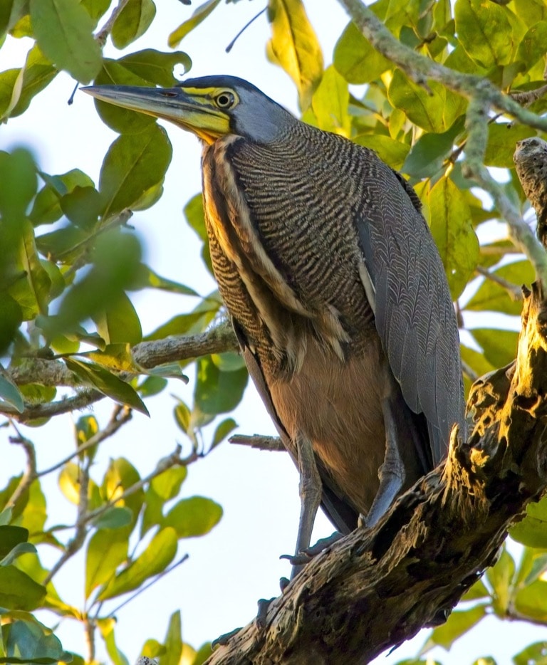 Bare-throated Tiger Heron