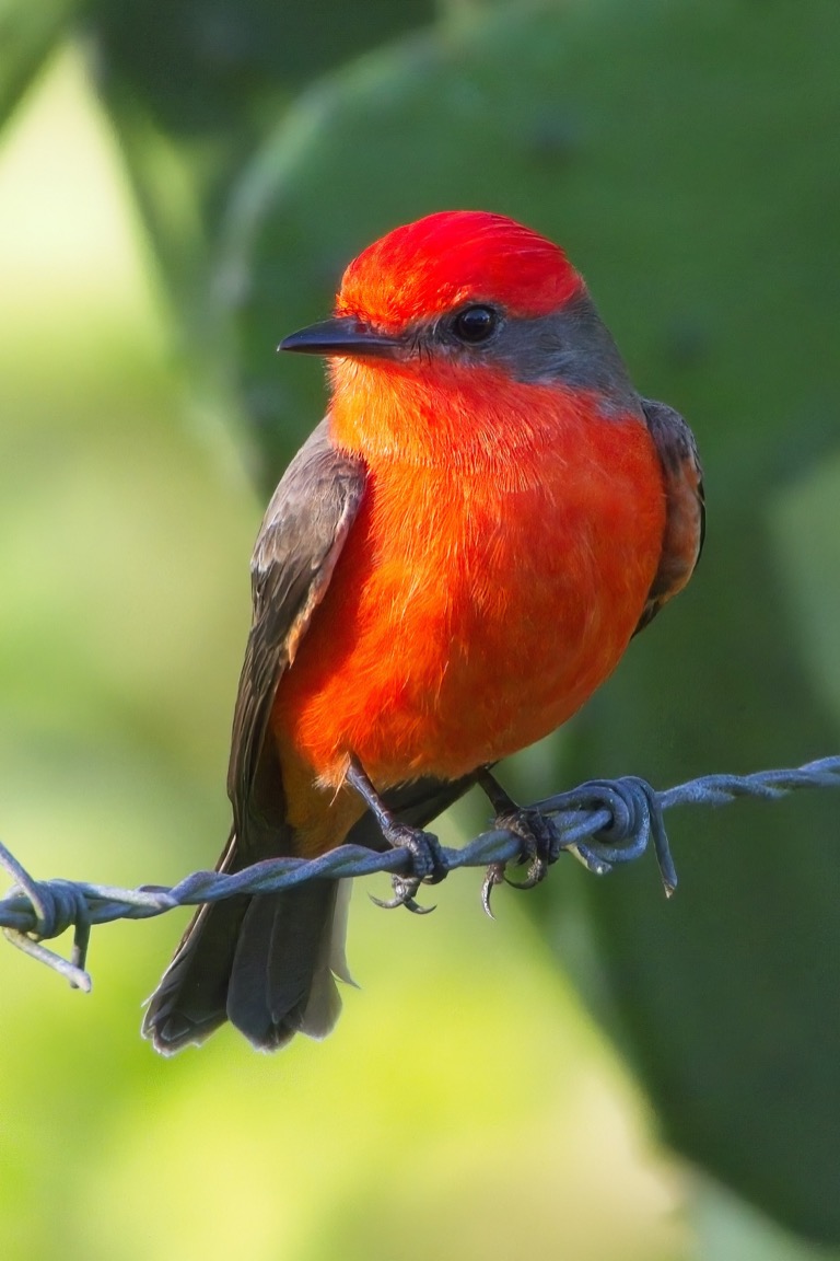 Vermilion Flycatcher