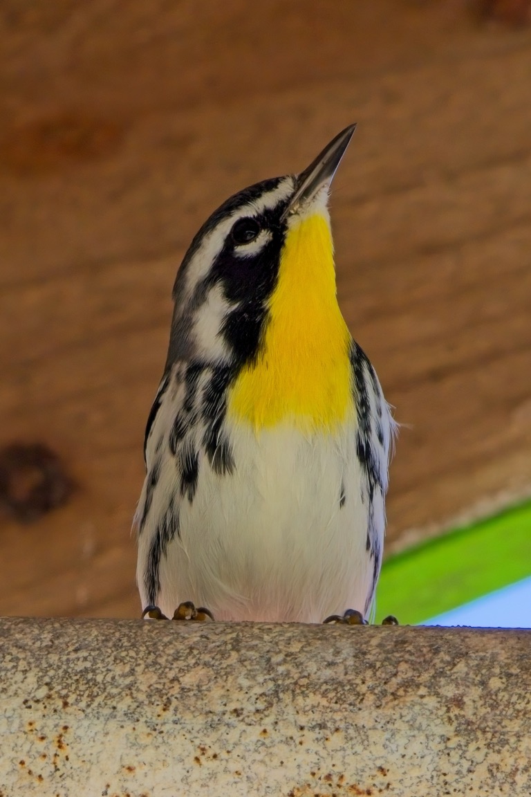 Yellow-throated Warbler