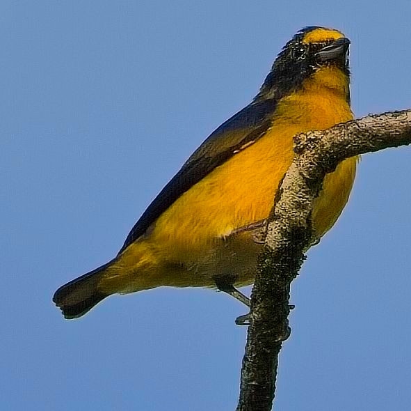 Yellow-throated Euphonia