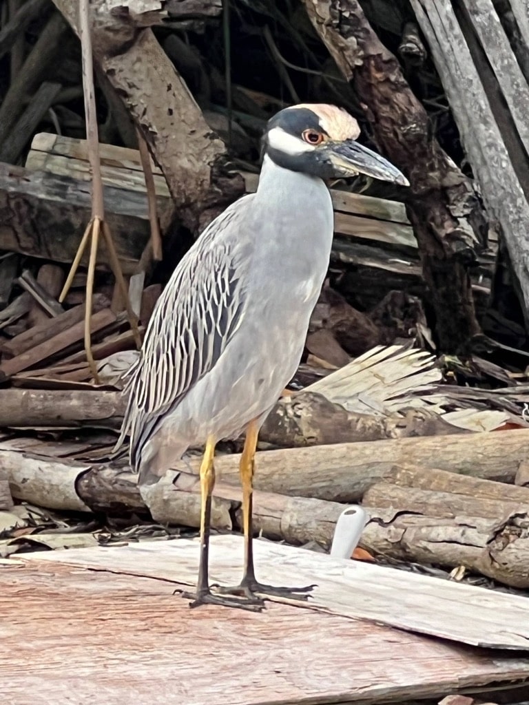 Yellow-crowned Night Heron