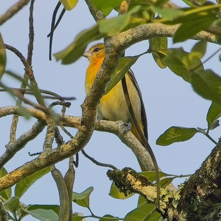 Baltimore Oriole