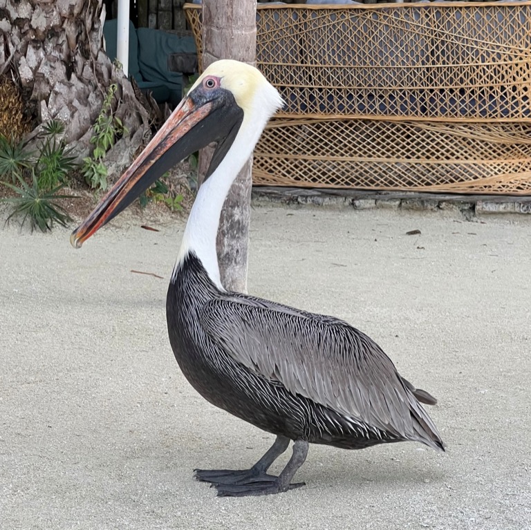 Pelican