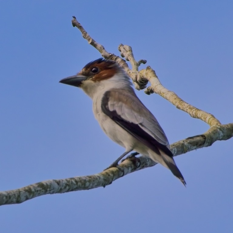 Black-crowned Tityra (female)