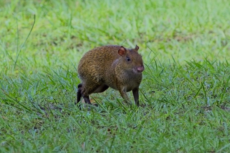 Central American Agouti