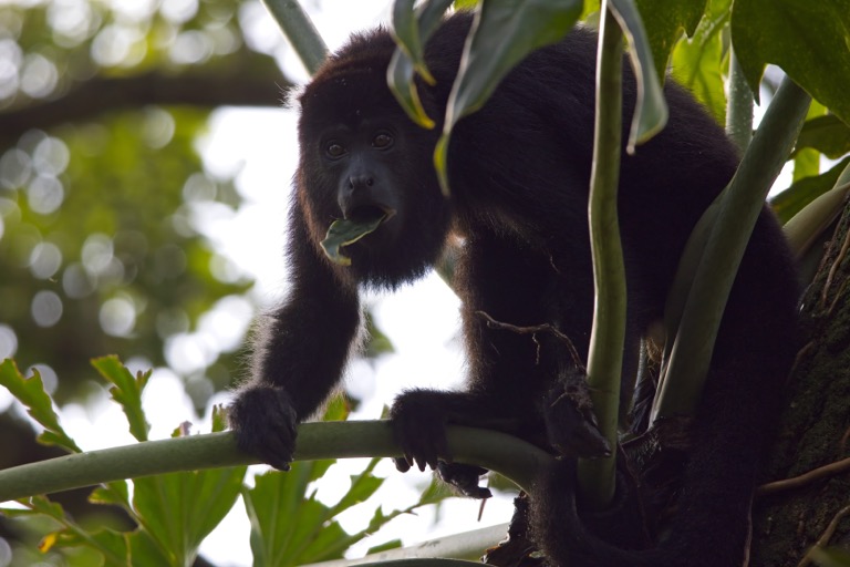 Black Howler Monkey