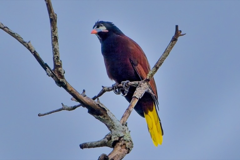 Montezuma Oropendola