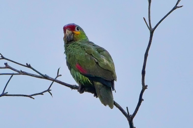 Red-lored Parrot