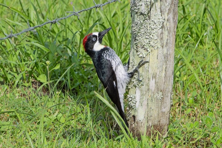 Acorn Woodpecker