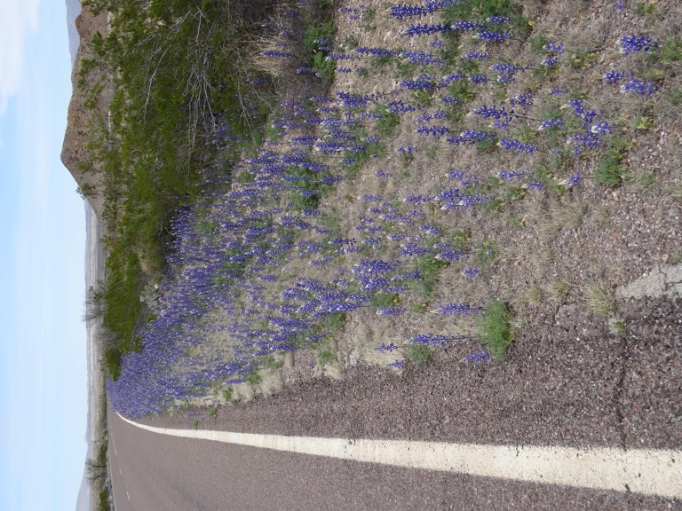 Bluebonnet