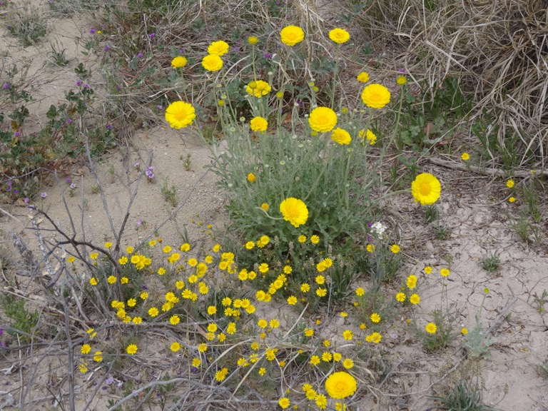 Desert Marigold