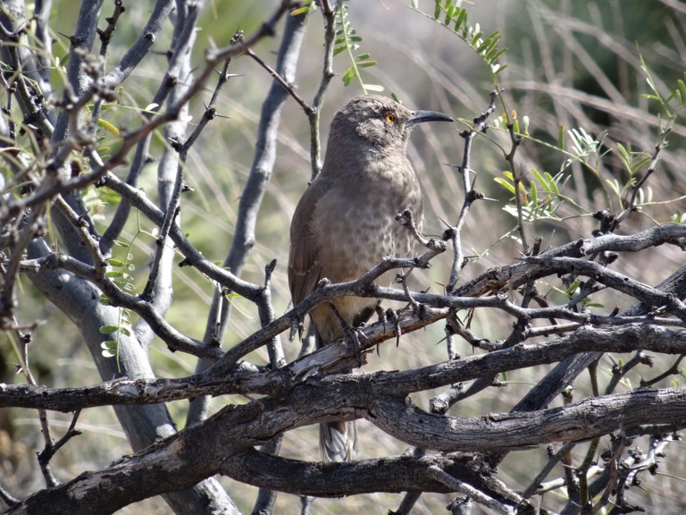 Curved-bill thrasher