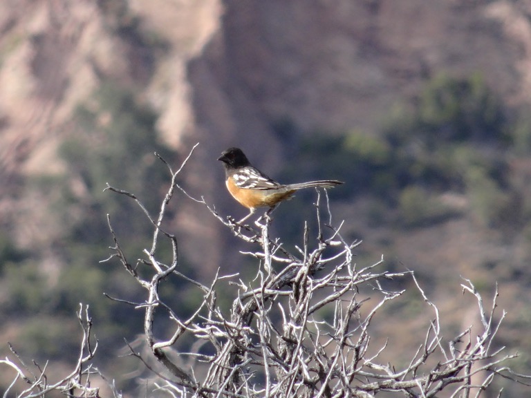 Spotted towee