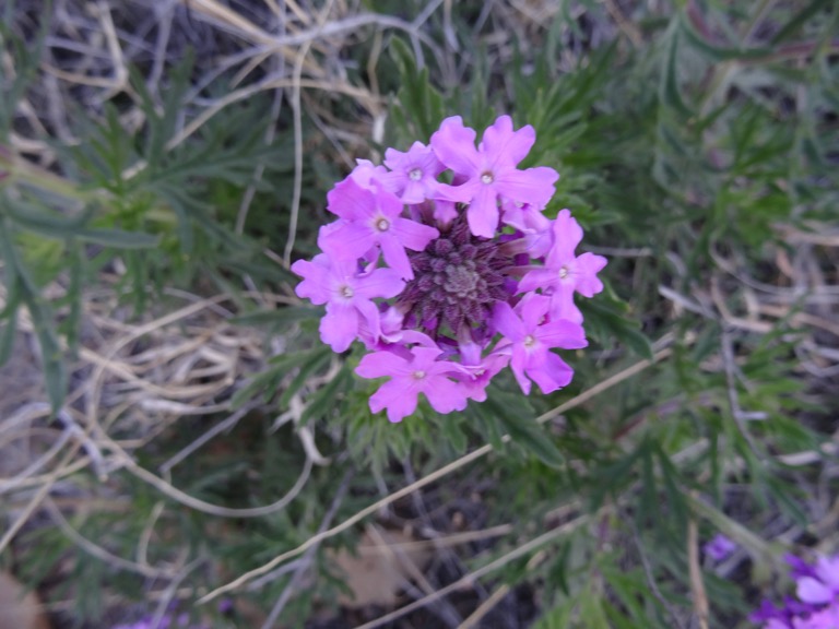 Mock Vervain