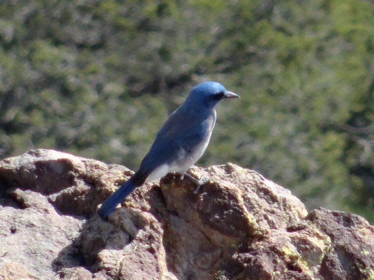 Mexican jay