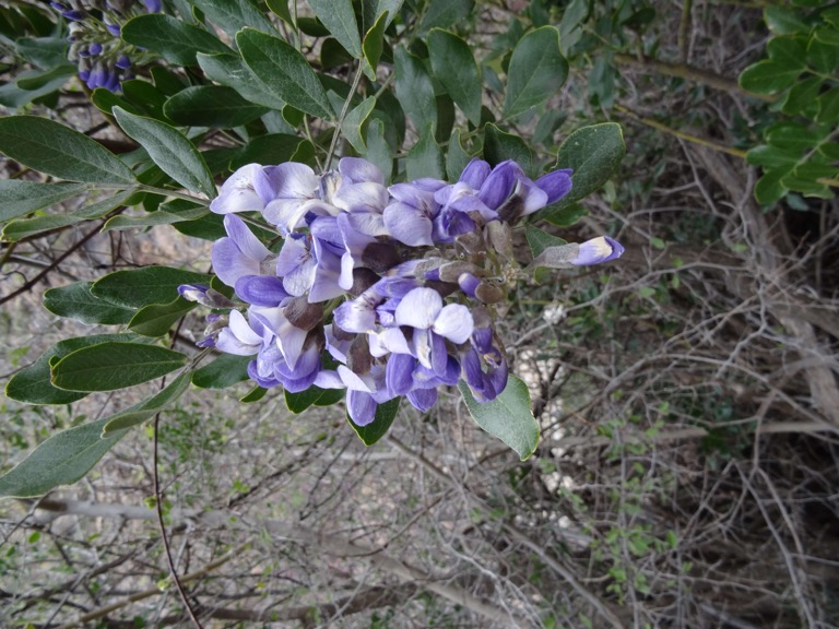 Texas mountain laurel