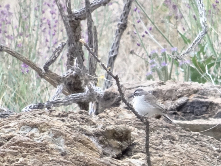 Black-throated sparrow