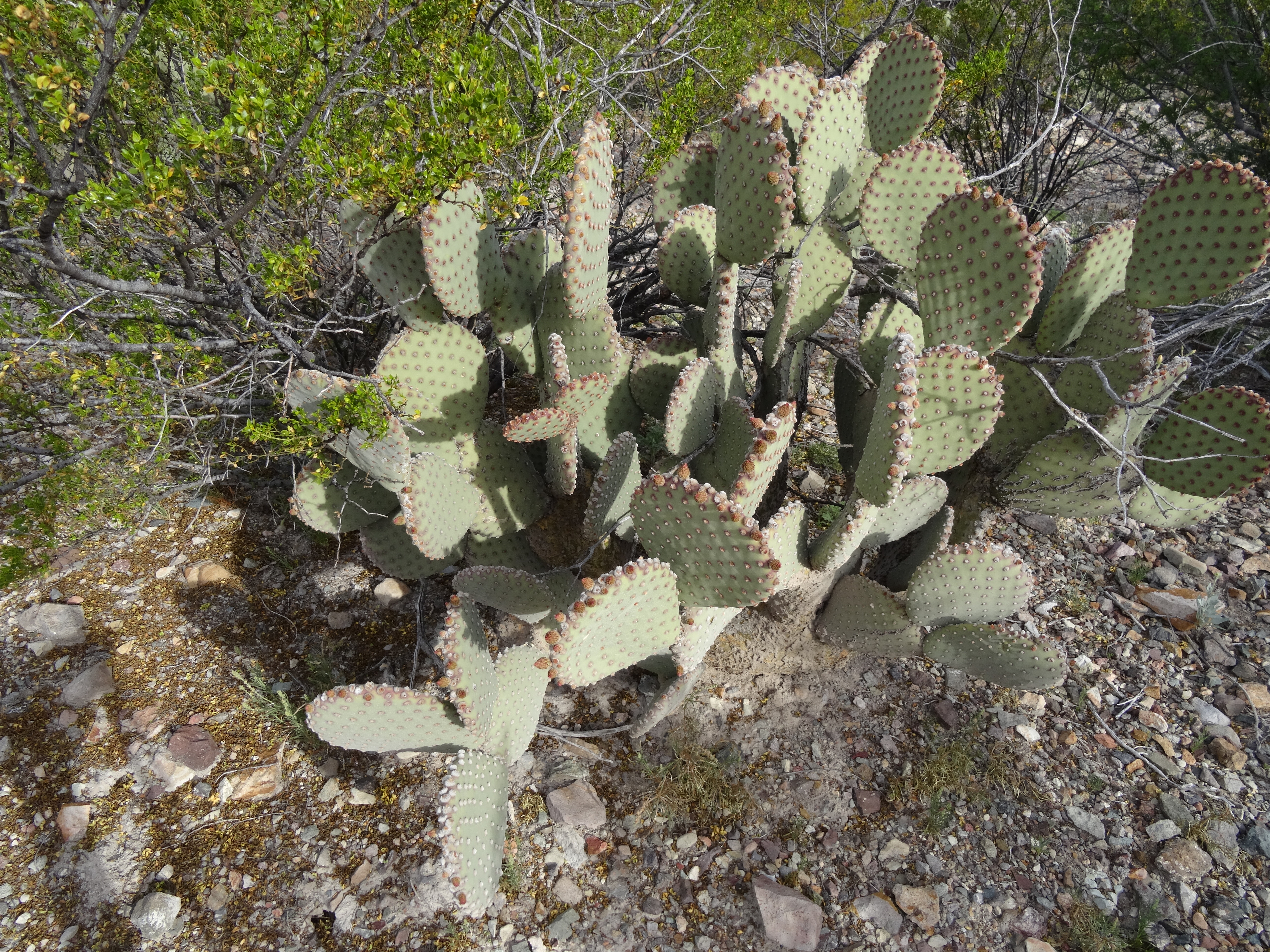 Blind prickly pear