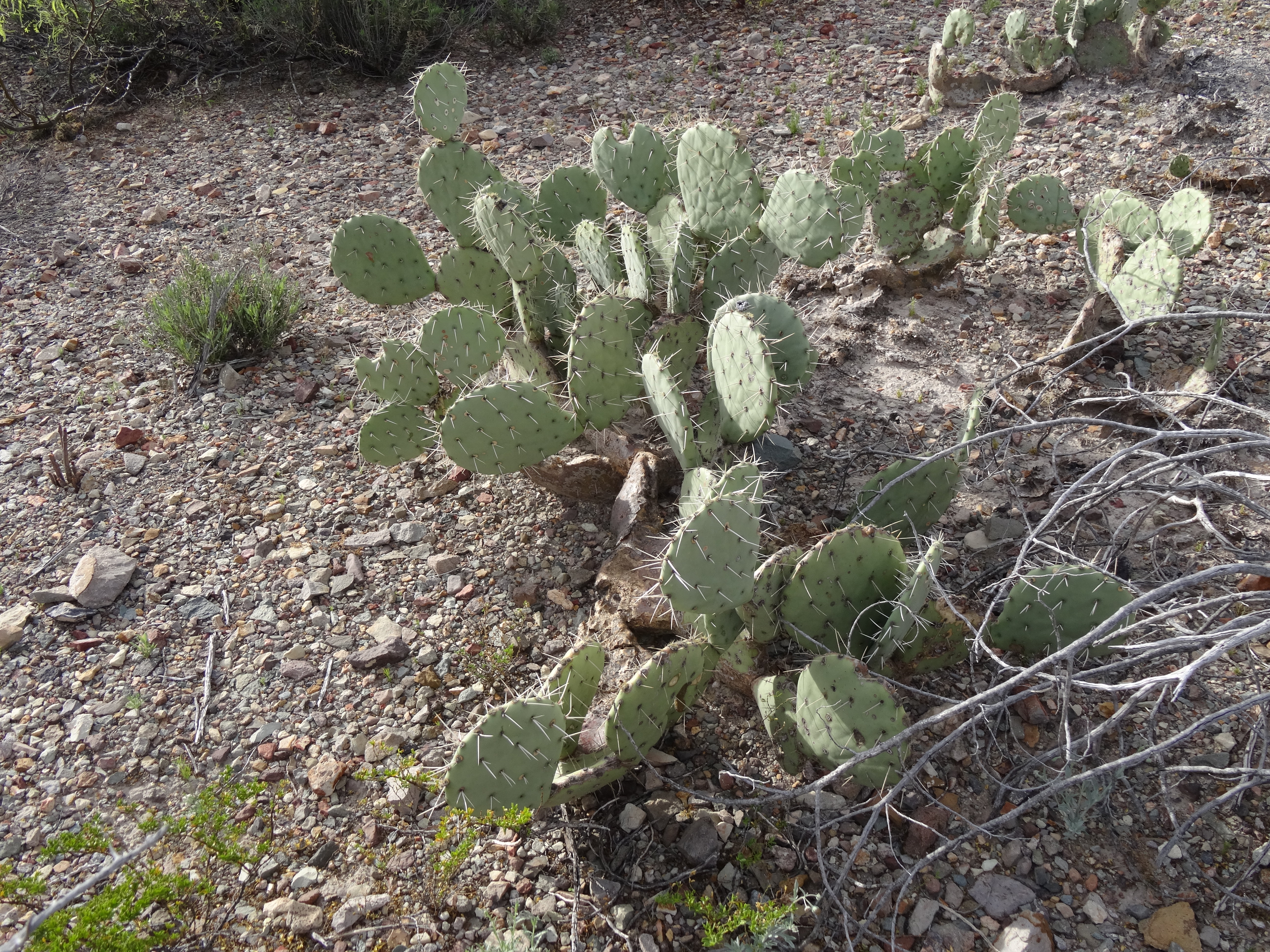 Engelmann&rsquo;s prickly pear