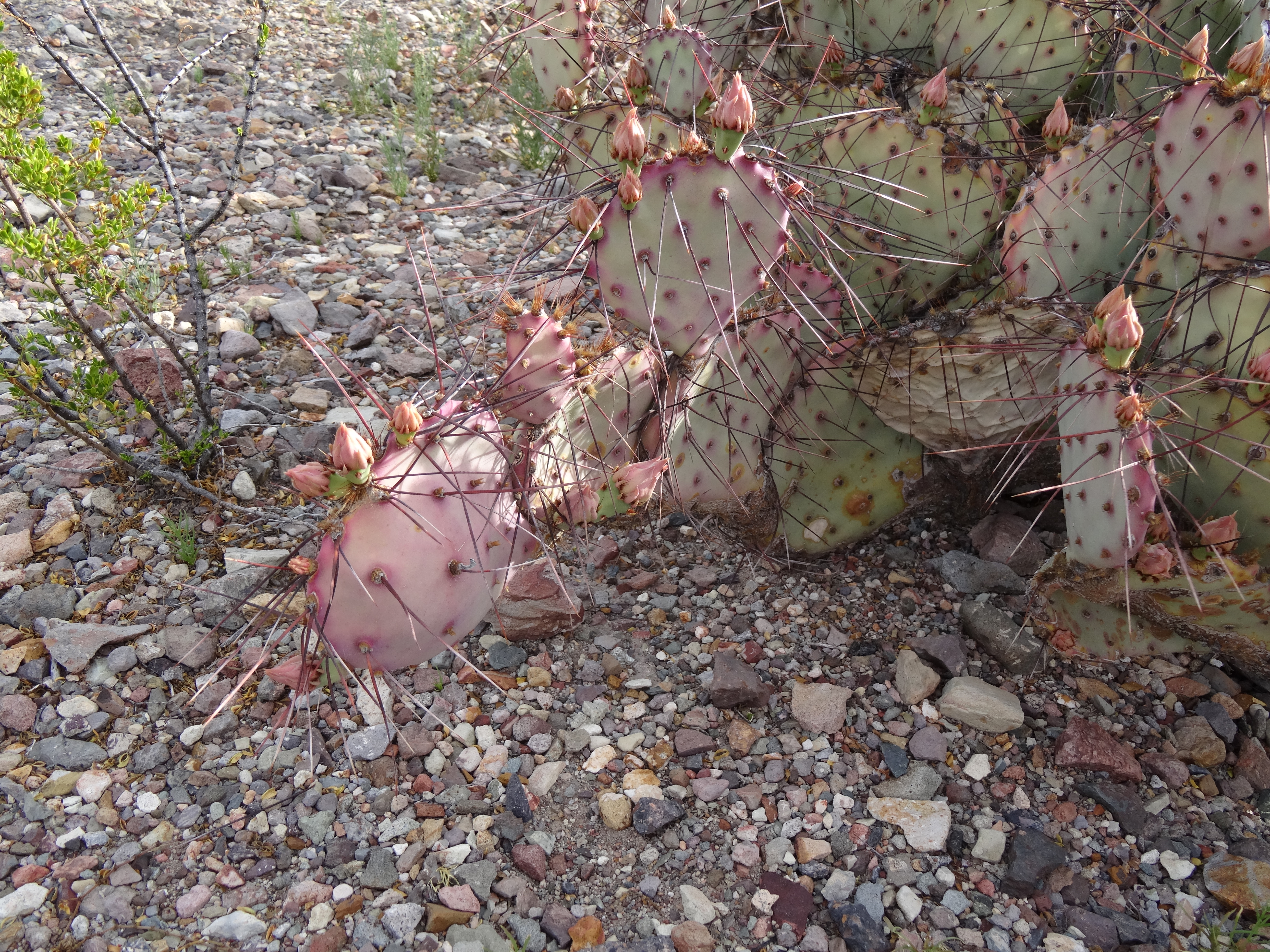 Purple prickly pear