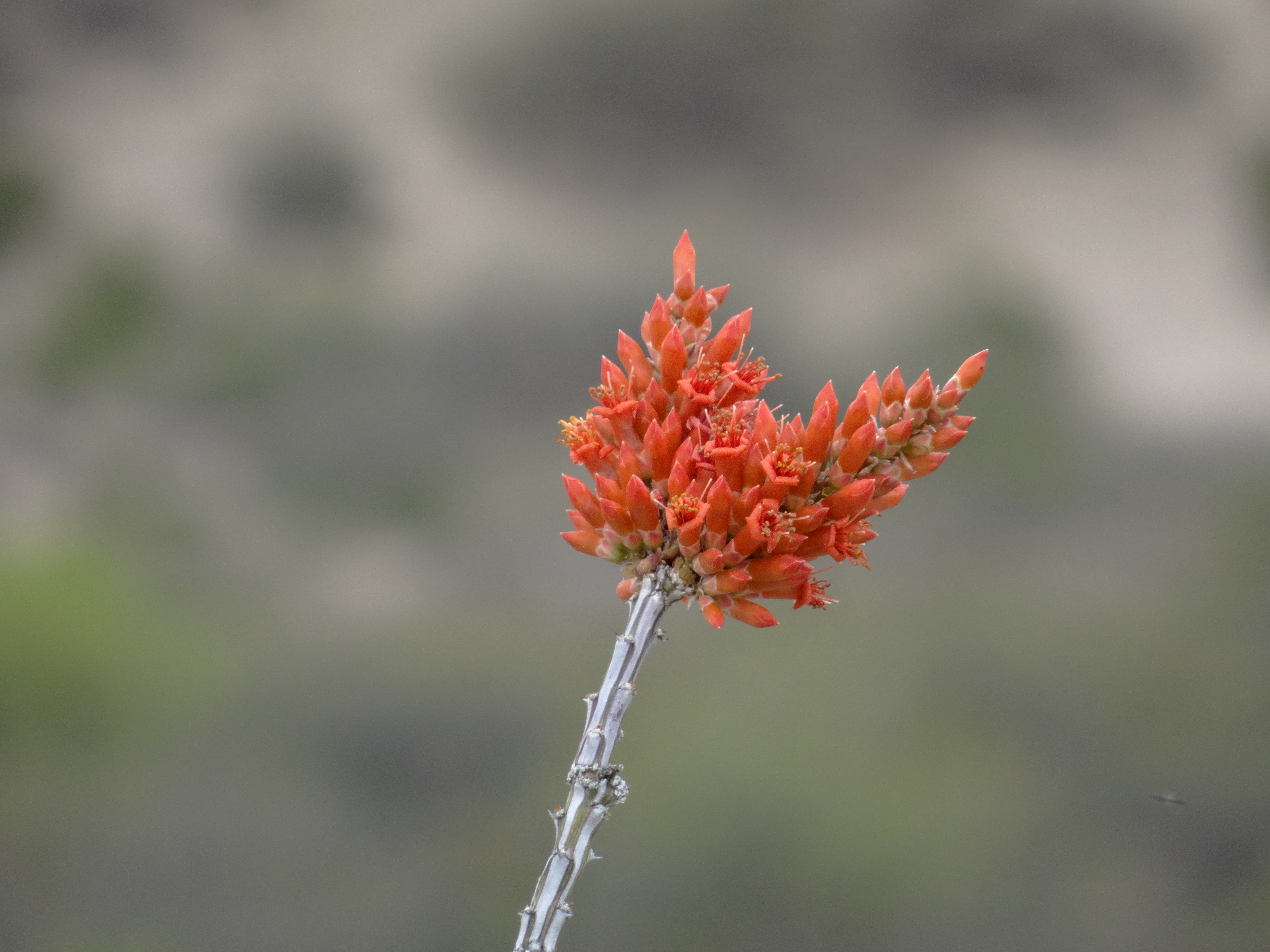 Ocotillo