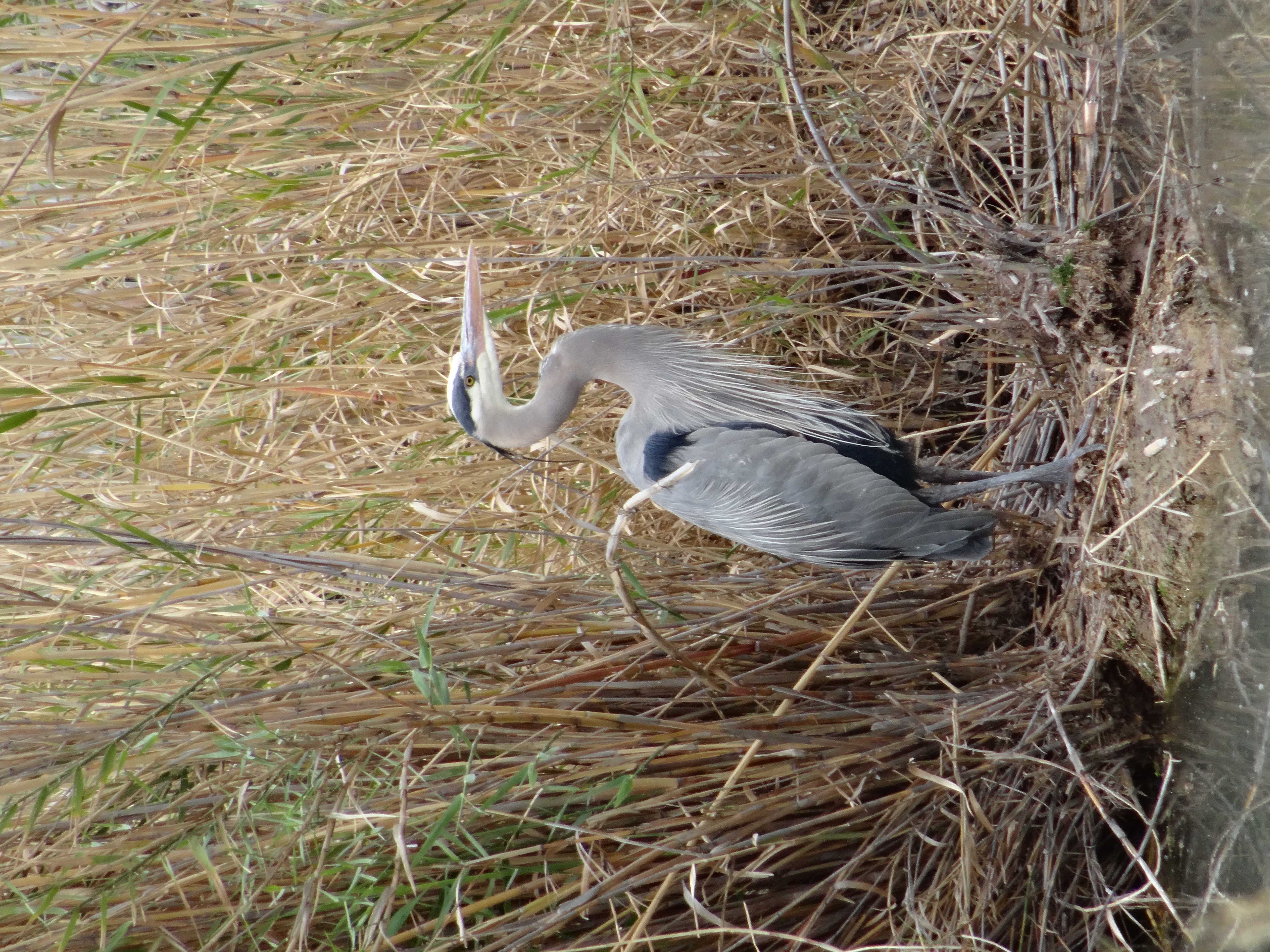 Great Blue Heron