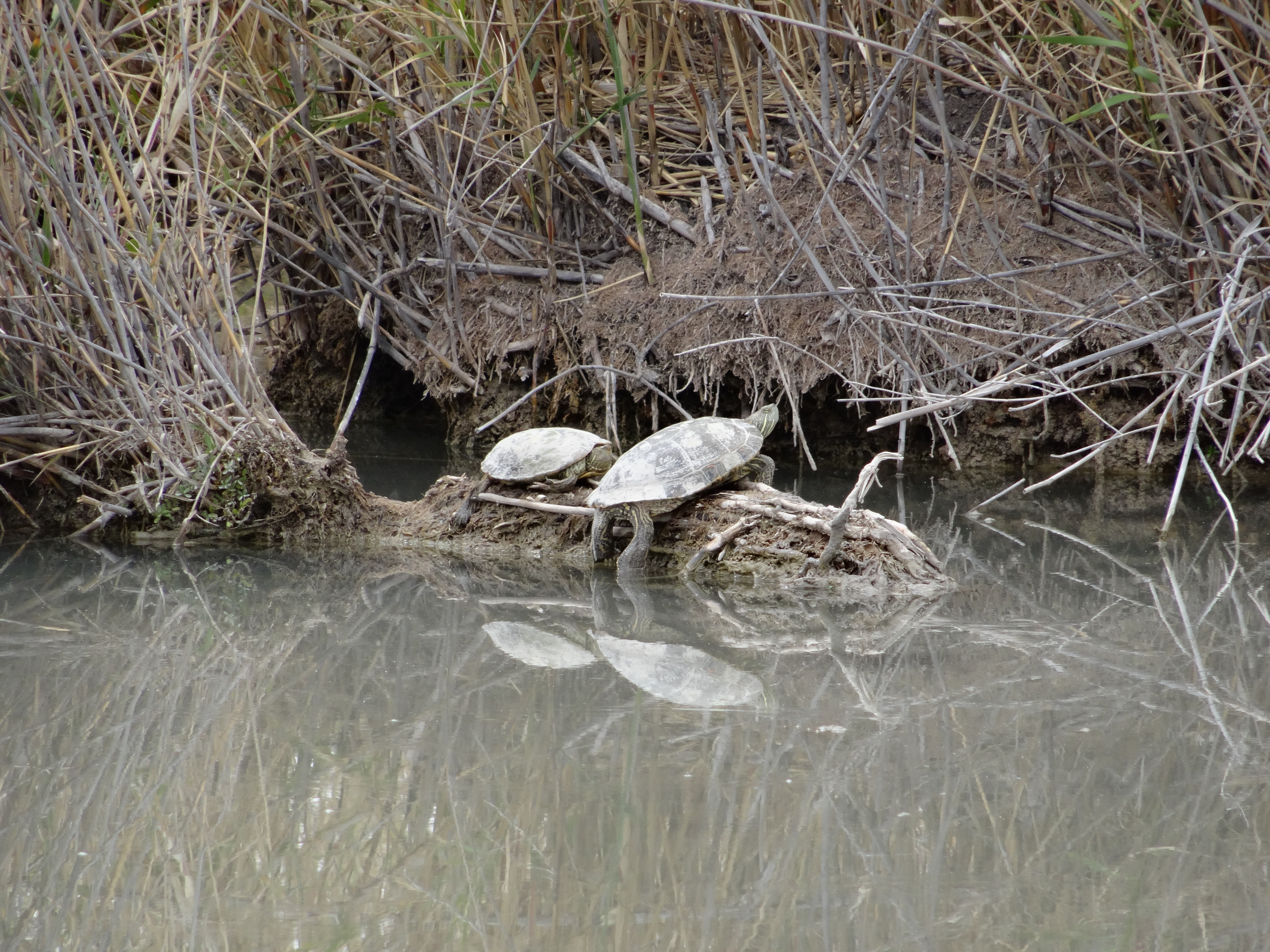 Big Bend slider