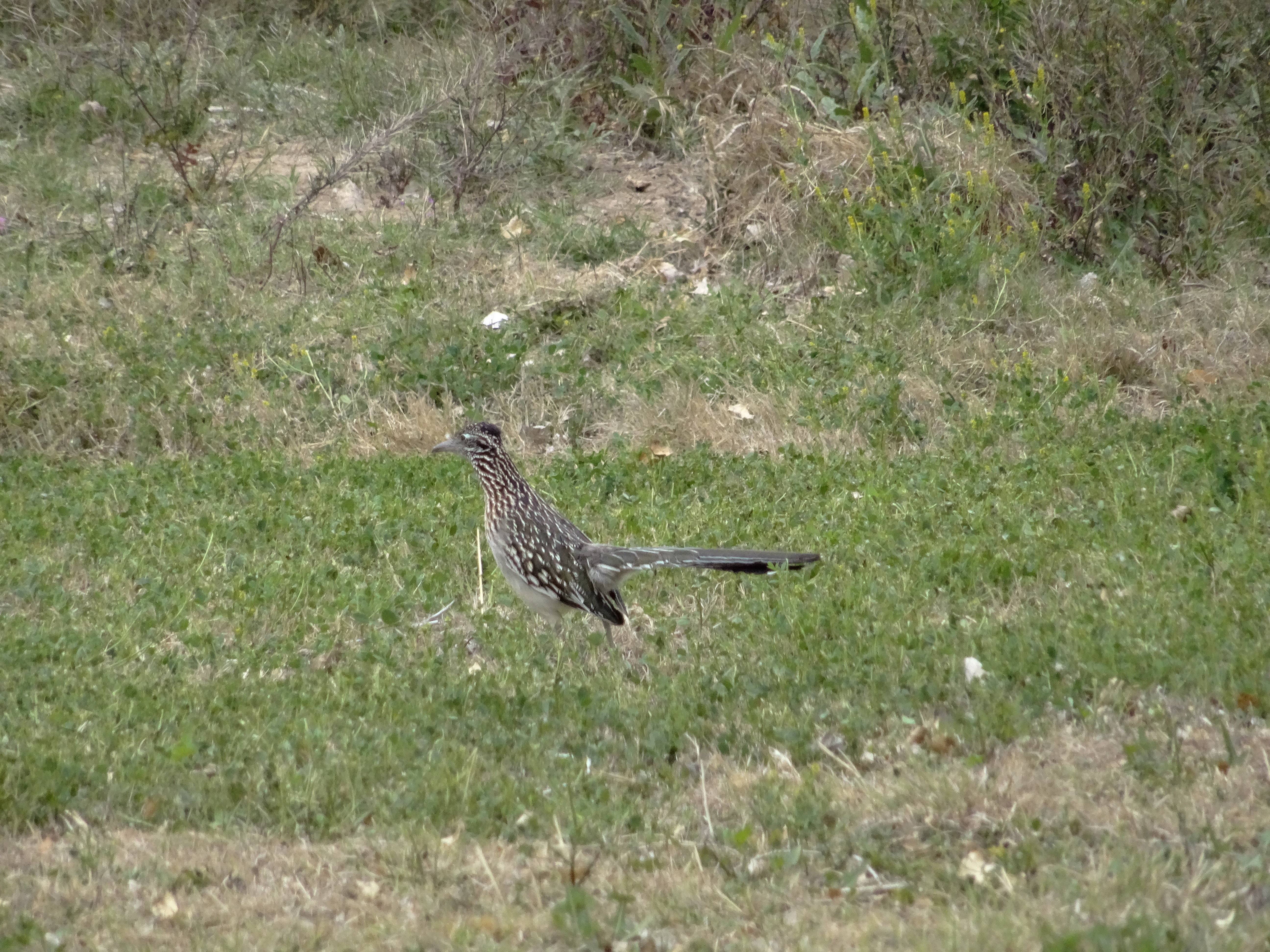 Roadrunner