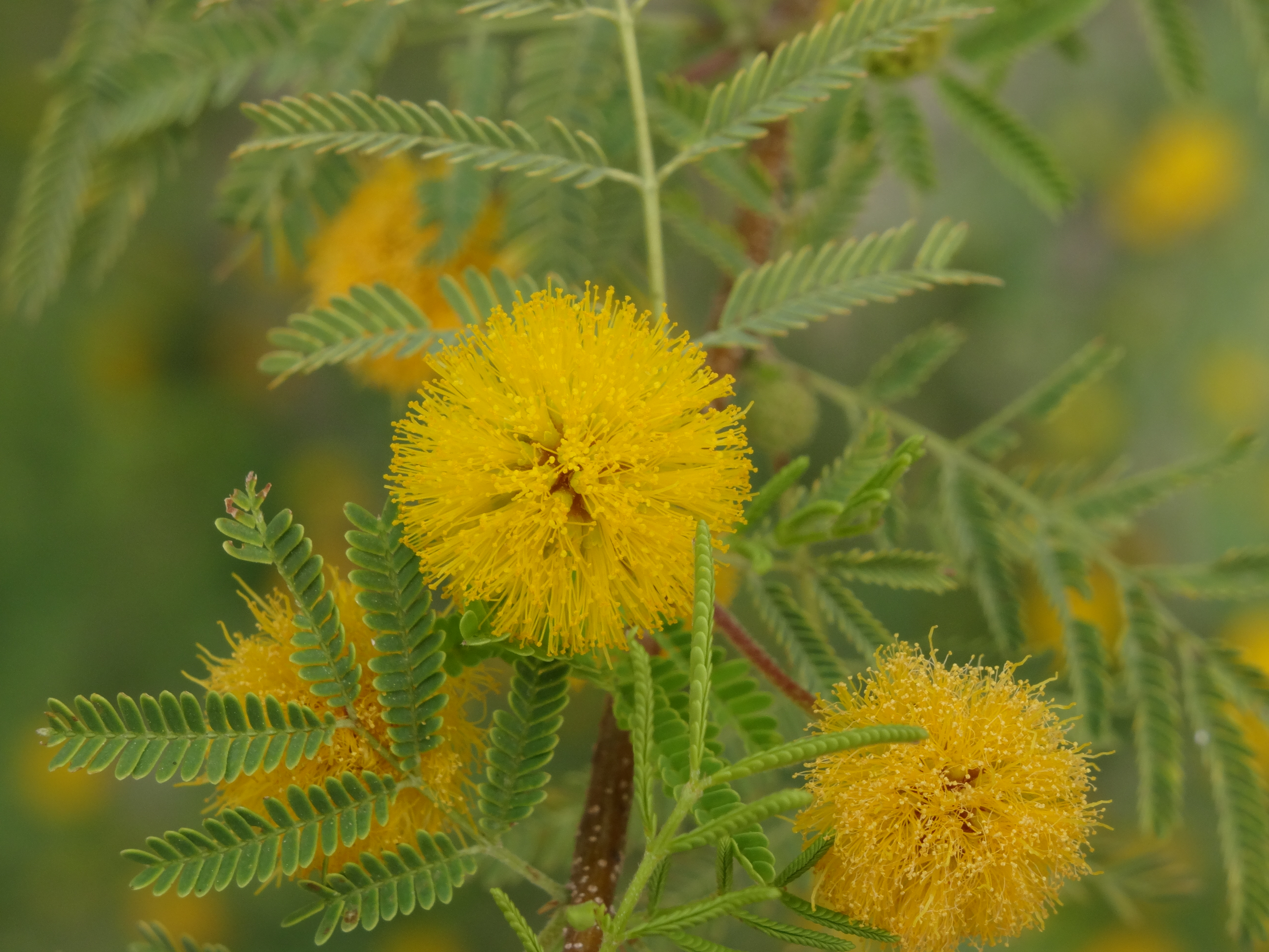 Sweet acacia closeup