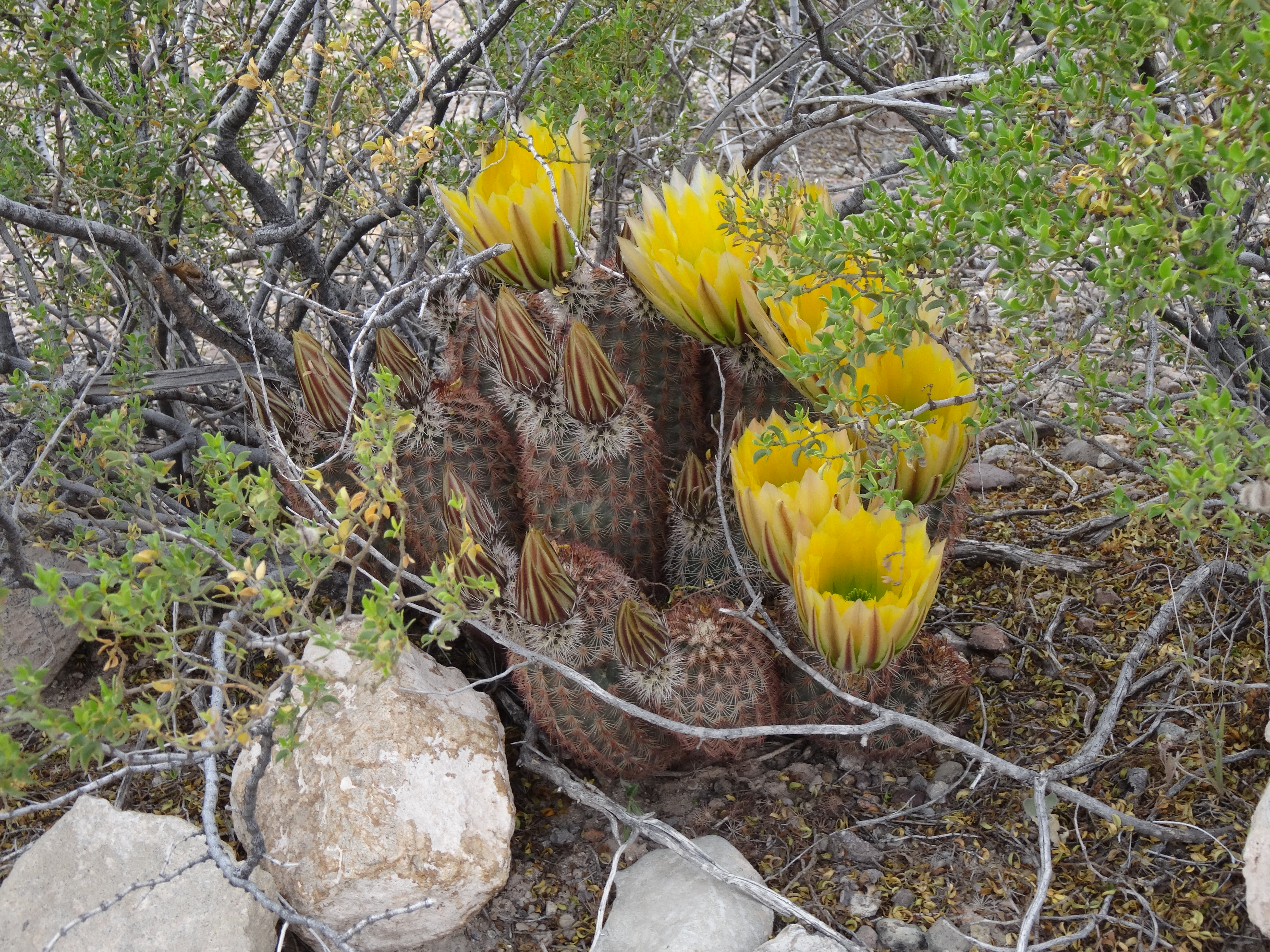 Spiny hedgehog cactus