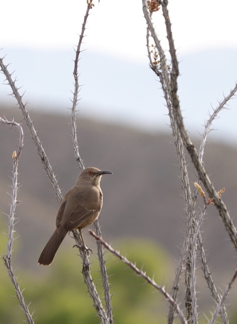 Curved-bill thrasher