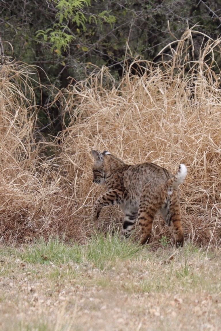 Bobcat