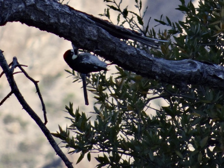 Acorn Woodpecker