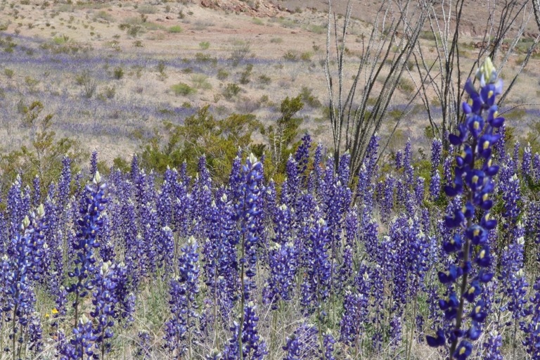 Bluebonnet