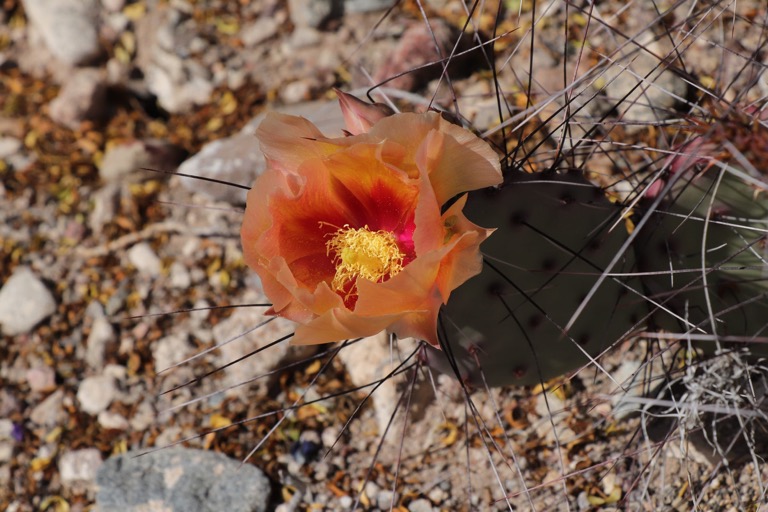 Purple Prickly pear