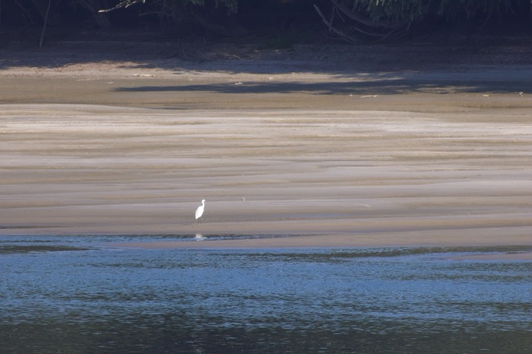 Snowy Egret