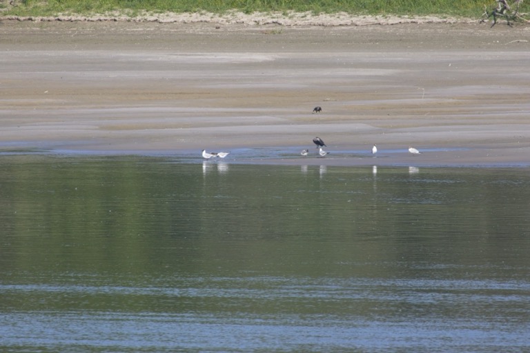 Black-headed Gulls and Jackdaws