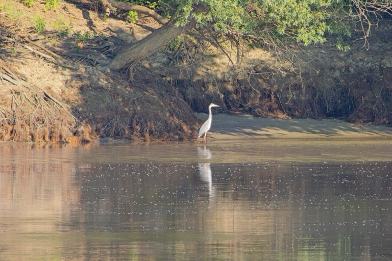 Gray Heron