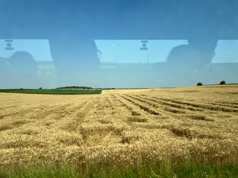 Wheat field